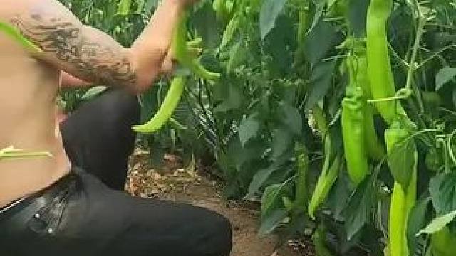 #辣椒#辣椒的营养和作用与功效 #辣椒的好处 #辣椒含有什么营养成分 #辣椒有什么营养与功效 #不小