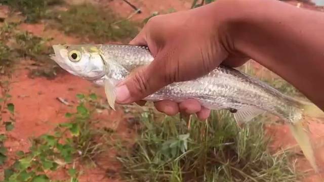 大白条一尾不得了