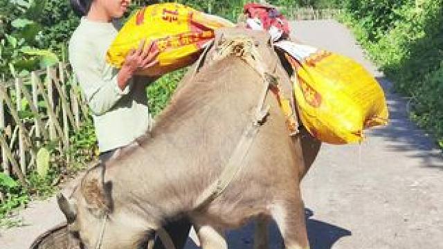 趁早上凉快，驮点肥料去象草地里面施施肥#田园生活 #记录我的农村生活 #田园生活 #放牛的生活