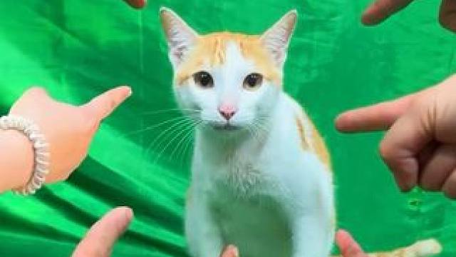 ToRung搞笑 肌肉哥在哪里了
#搞笑 #解压#看一遍笑一遍 #哈哈哈娱乐一下