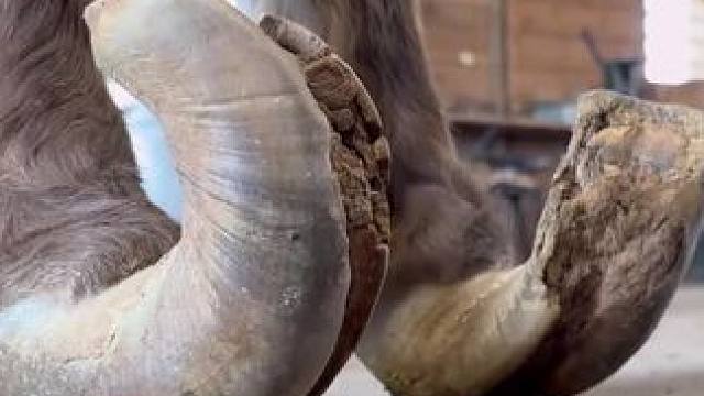 几年没修理过的小马变成了什么样子#解压#修马蹄