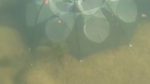 抓住秋天的尾巴，养鱼不用花钱#清澈见底的水