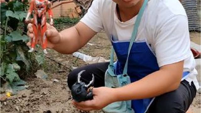 小东东今天发现了一个奥特曼 #奥特曼打怪兽 #奥特曼玩具 #奥特曼变身器玩具