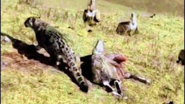 高原上的雪豹和秃鹫争夺食物链，秃鹫直接狼吞虎咽#野生动物零距离 #高原上的神奇动物们 #自然的野性 