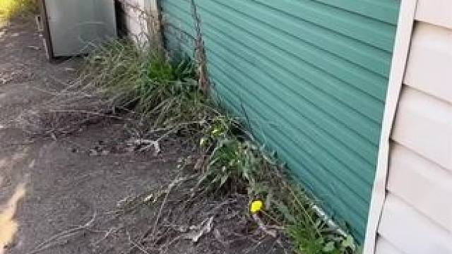 清理锦集 看着有点解压#国外视频分享 #解压 #割草机 #极度舒适 #除草视频解压