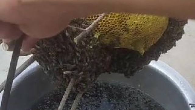 #大山里的味道 #原生态原滋味 #大自然的馈赠 