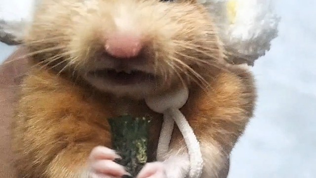 小黄瓜没吃完就想扔！