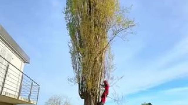 庭院社区护理工作。 #园林绿化工程 #园林景观 #除草视频解压 #解压视频 #极度舒适