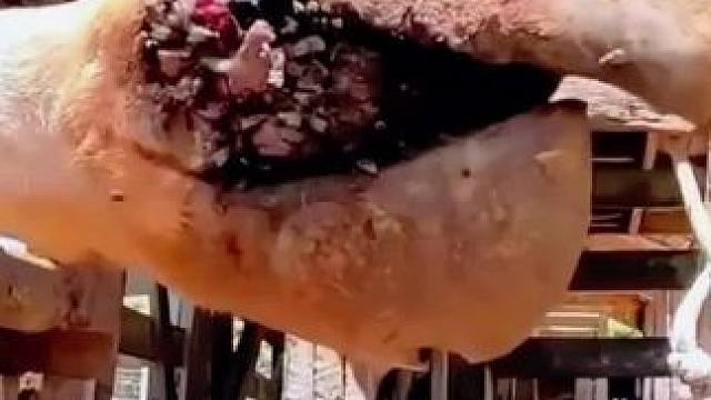 开幕即是暴击，你可又赶上了我的好兄弟 #开学集好运 #开学好运卡 #淘宝太好逛了吧  #解压 #助眠