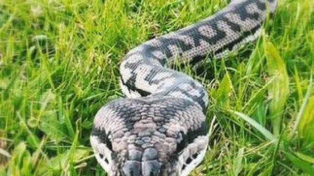 #国外视频分享 #野生动物零距离 #地毯蟒