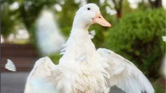 分享新鲜事：真旱鸭子过生日拍生日照
#萌宠出道计划 #鸭鸭 #柯尔鸭 #宠物鸭 #郑州宠物摄影