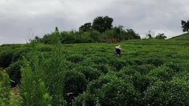 路过茶山驻足观望，满眼绿色辉映着灰色的云层，虽非天高云淡，亦是秋的意蕴。#茶园风光 #感受大自然