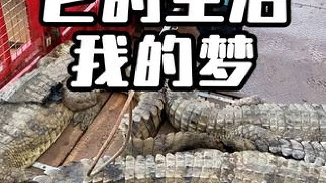 公鳄鱼的生活，是我的梦！ #鳄珍 #养生酒 #鳄珍鳄鱼酒