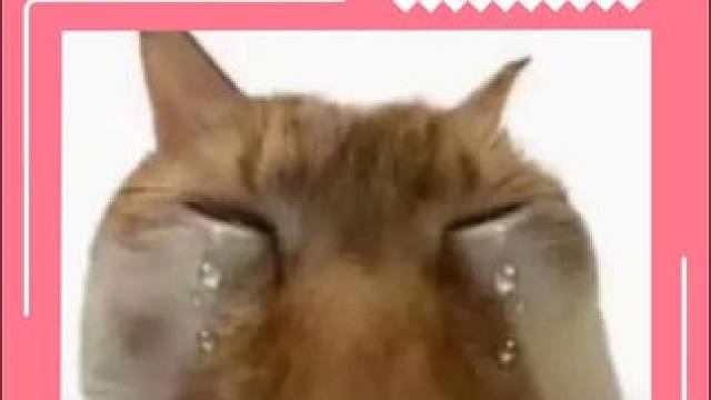 猫；烦死了，下次请别来我家了#猫咪 #猫咪的迷惑行为 #监控下的一幕