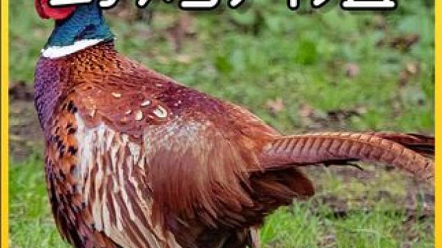 揭秘野鸡养殖全过程！#科普一下  #制造原理   #造物工厂