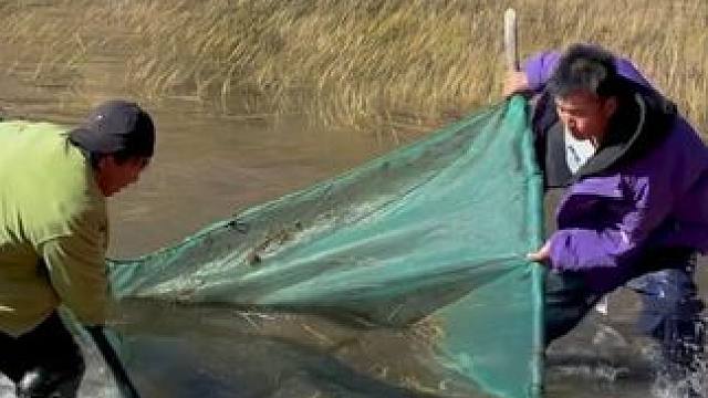 #户外捕鱼 #好多鱼