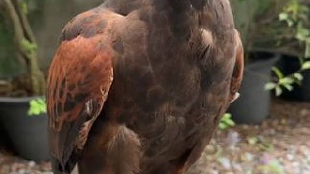 漂亮的栗翅鹰 #国外视频分享 #奇妙的动物 #宠物