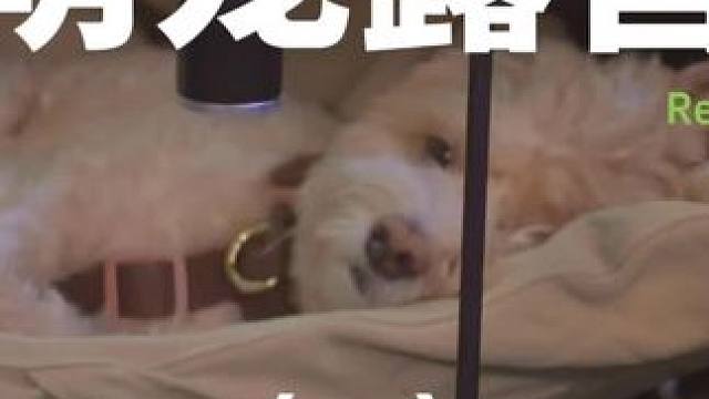 萌宠露营（一）#露营 #解压 #助眠 #萌宠 #户外露营