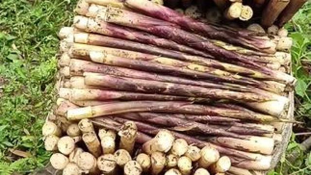 拐了，打起都背不回家了#大自然的馈赠 #竹笋#今天的收获 ##我的乡村生活