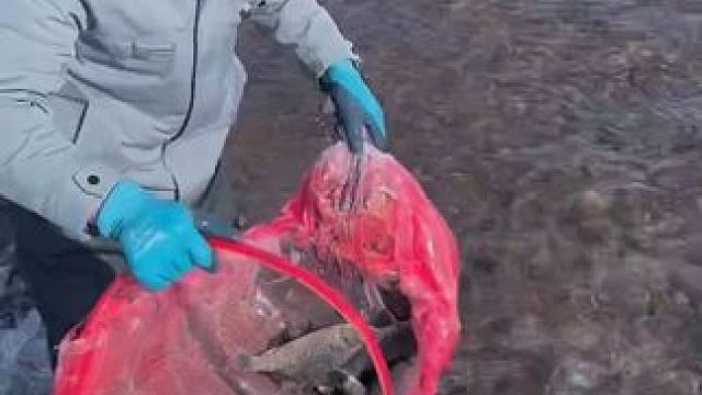 #户外捕鱼 #好多鱼