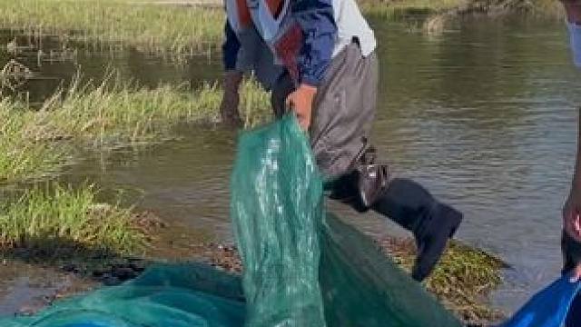 #户外捕鱼 #好多鱼