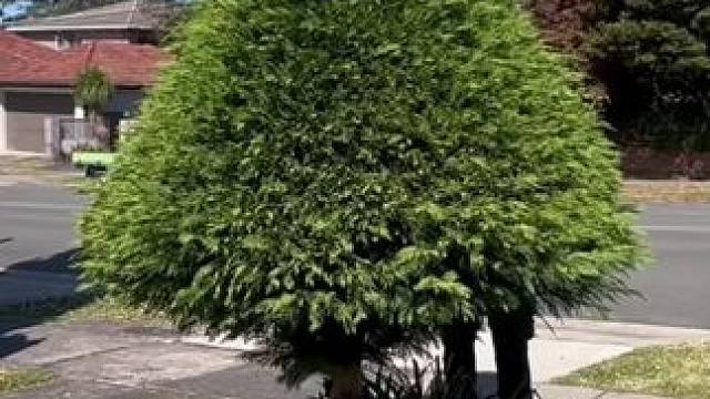 爽死强迫症 解压视频#国外视频分享 #解压 #极度舒适 #除草视频解压 #割草机