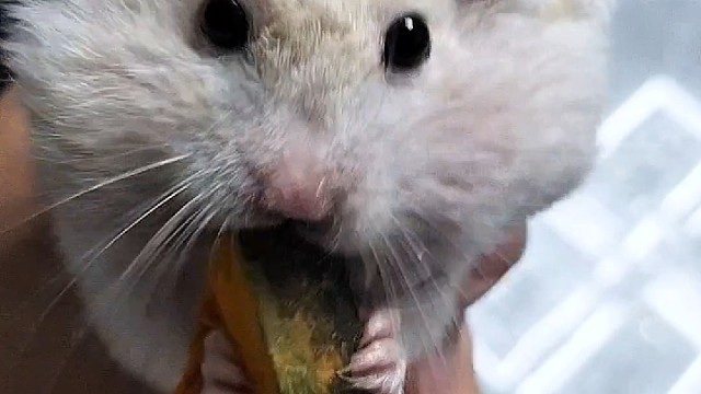 看来你最喜欢的是南瓜，不吃撑不罢休！