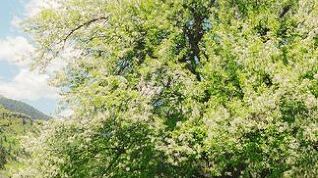 欧美人万万没想到，我们仅用一条缝，就把他们上百一斤的夏威夷果打成白菜价！#夏威夷果 #坚果