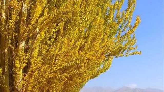 人间忽晚，山河已秋。#秋的味道写在风里 #记一次秋日短暂出逃 #来新疆感受美丽大自然