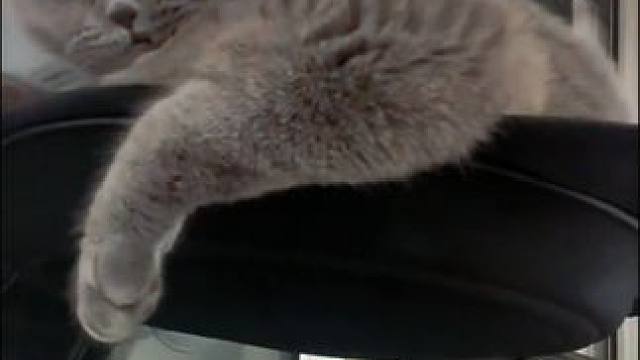 猫咪的日常#猫咪#记录猫咪日常#谁能拒绝傻憨憨的小猫咪#家里有猫#猫咪的迷惑行为