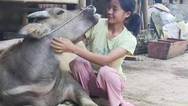 #记录我的乡村生活 #放牛的生活 #田园生活