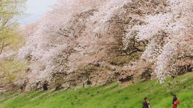 欧美人万万没想到，我们仅用一条缝，就把他们上百一斤的夏威夷果打成白菜价！#夏威夷果 #坚果