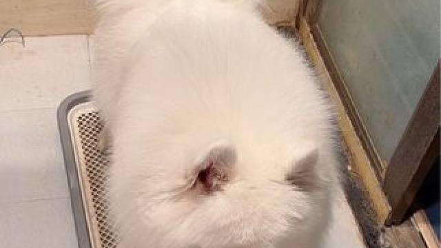 #萌宠日常记录 #萌宠出道计划 #狗狗 #萌宠vlog #萨摩耶