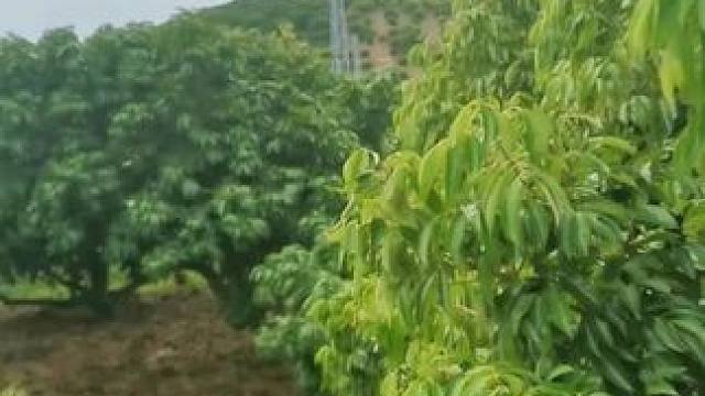 #山卡卡的农村人 我不信，没碰过这么厉害的