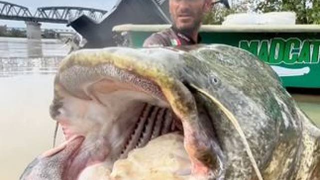 #国外视频分享 #好大一条鱼 #钓鱼的乐趣只有钓鱼人懂