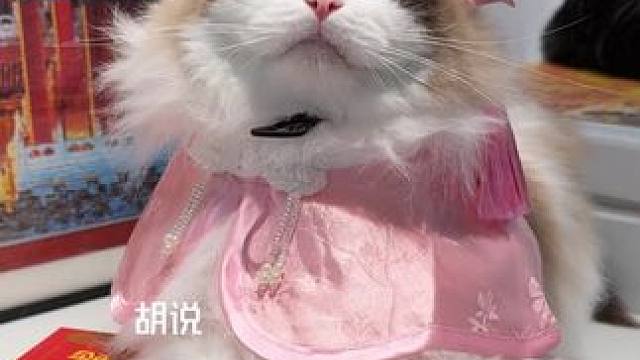 吃上联名罐罐啦 #喂猫日记 #猫罐头 #领先猫罐头 #领先甄安心 #萌宠日常