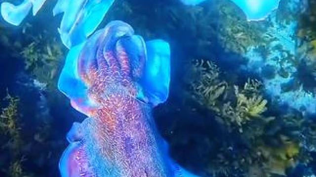 #一起看看海底世界 #奇妙的海洋生物 五彩斑斓的大乌贼！ #海底世界