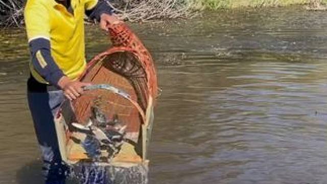 #户外捕鱼 #好多鱼