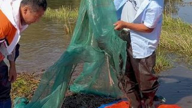 #户外捕鱼 #好多鱼