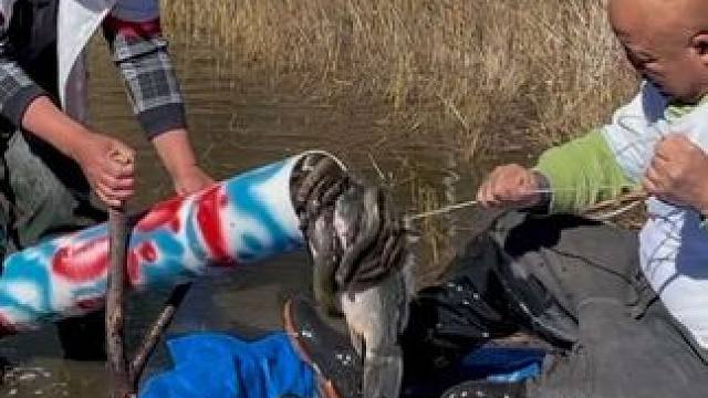 #户外捕鱼 #好多鱼