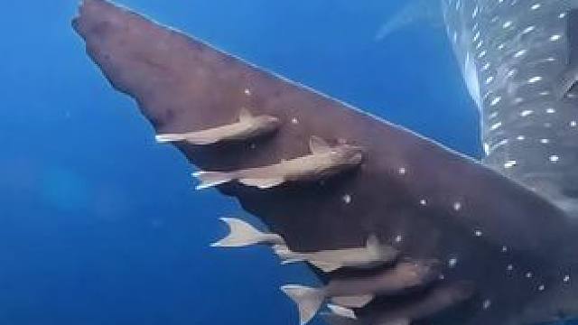 #奇妙的海洋生物 #一起看看海底世界 #鱼儿自由自在的水中游 #古法巧酿山东味  