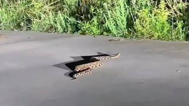 你了不起，你清高？#真实户外 #蛇 #户外