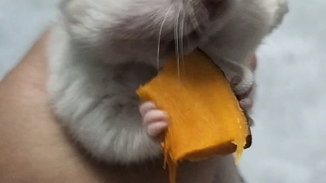 舍不得吃完，仓储起来留着当夜宵！