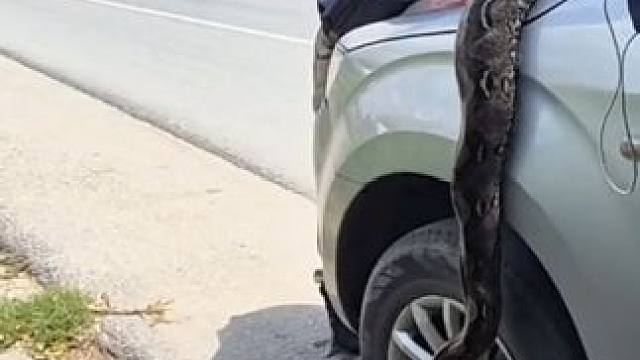 泰国消防员专业操作 #国外视频分享 #专业操作请勿模仿 #野生动物零