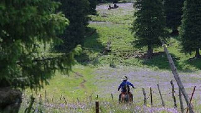 欧美人万万没想到，我们仅用一条缝，就把他们上百一斤的夏威夷果打成白菜价！#夏威夷果 #坚果