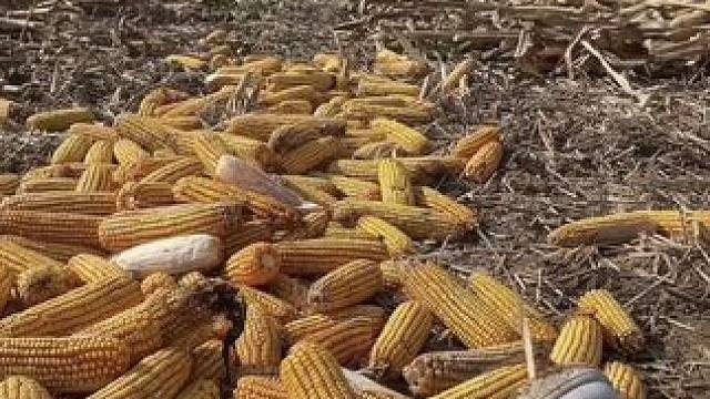 收秋的季节 你们都回家掰玉米了吗？#农忙秋收  #农村生活