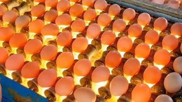 #妈呀太香了 13天无骨无毛的香辣活珠子你吃过吗？鸡汤特别鲜美，肉质鲜嫩，營，養价值比一般鸡蛋还高。