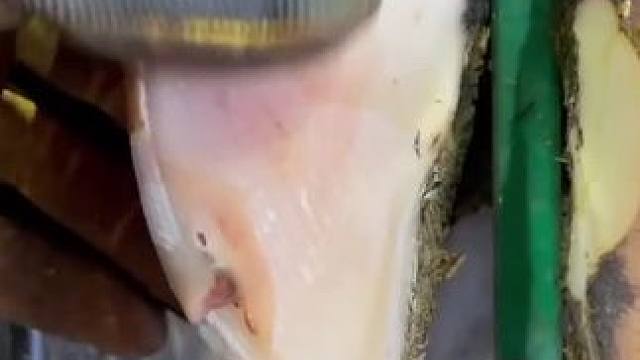 是什么让牛牛承受如此大的压力#解压 #修牛蹄 #九块九省钱护肤攻略