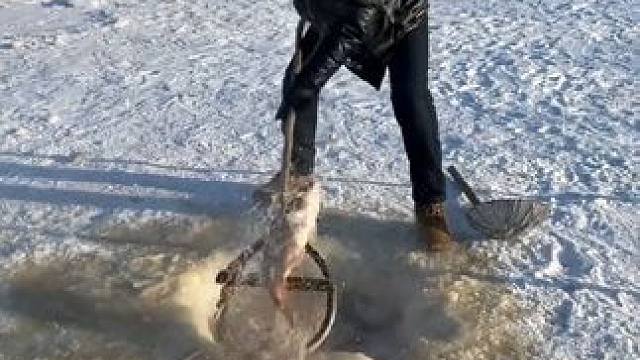 #户外捕鱼 #好多鱼