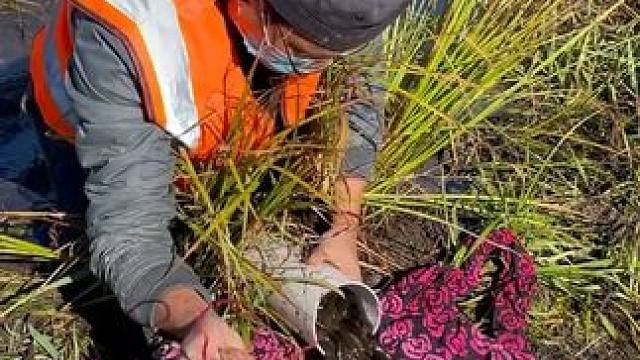 #户外捕鱼 #好多鱼